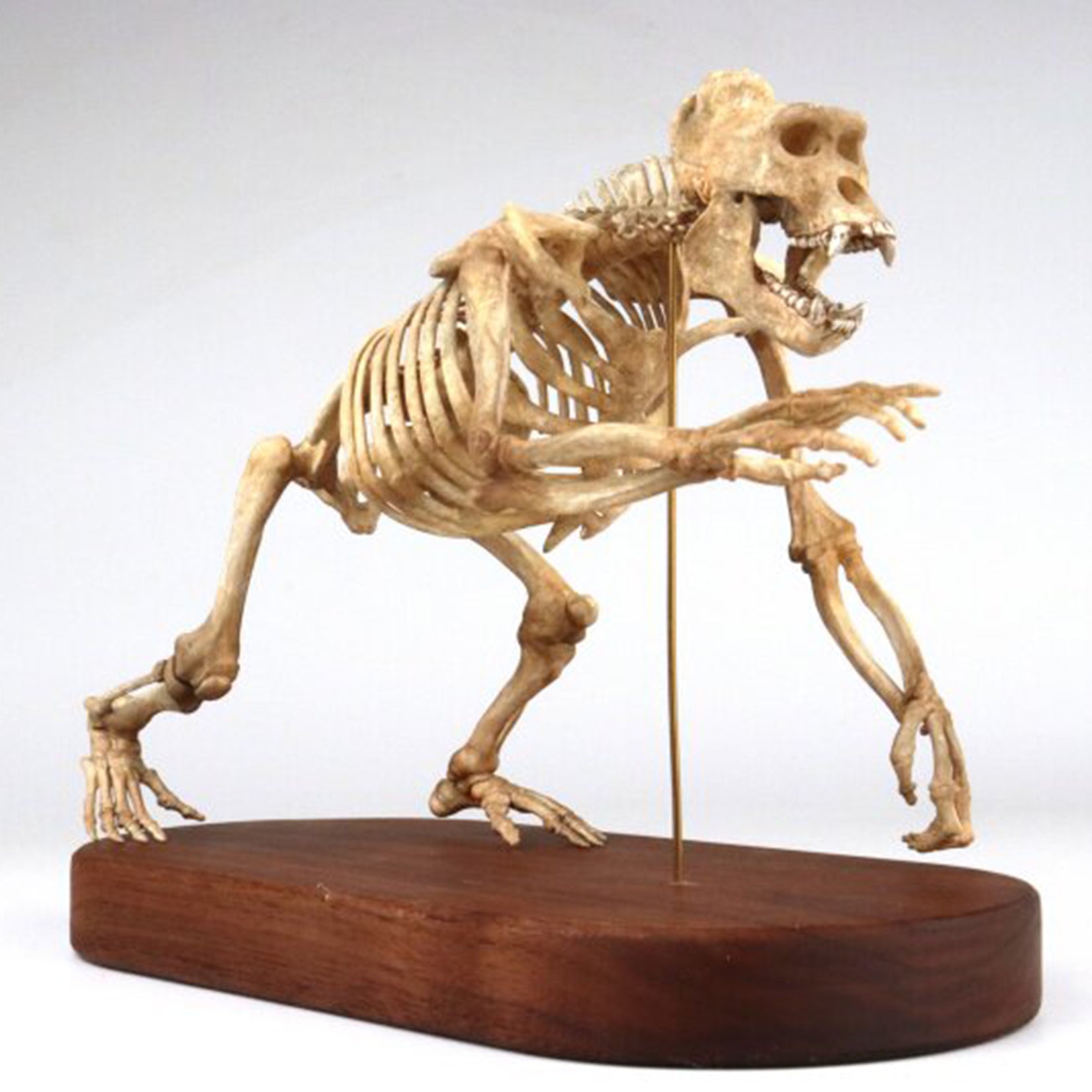 1:10 Scale 3D Printed Gorilla Skeleton Figurine
