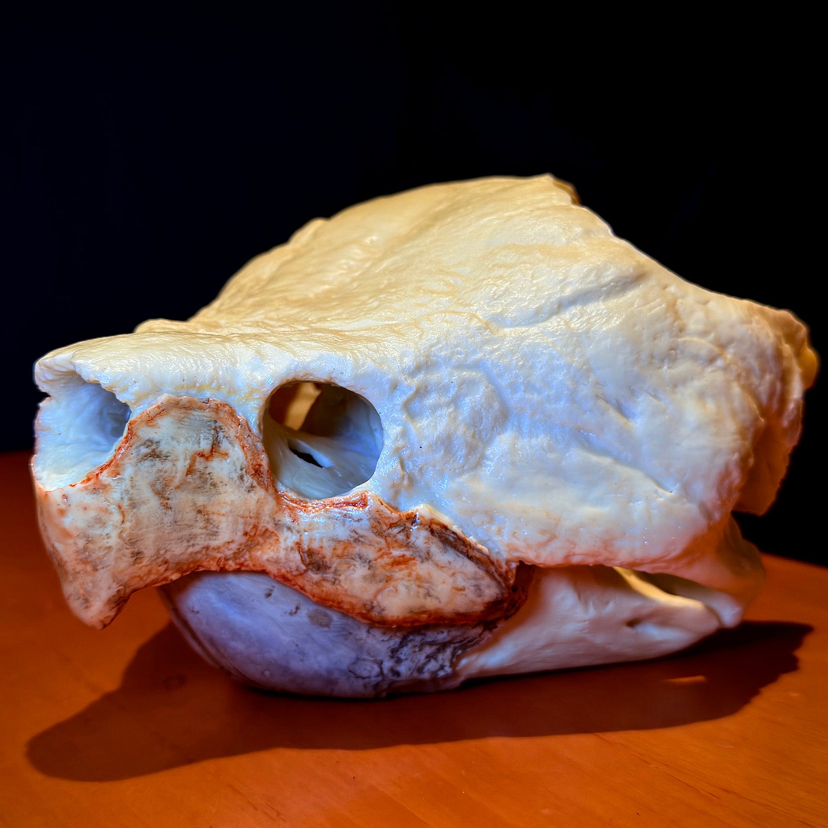 BOWUZHI Studio Alligator Snapping Turtle Skull Model