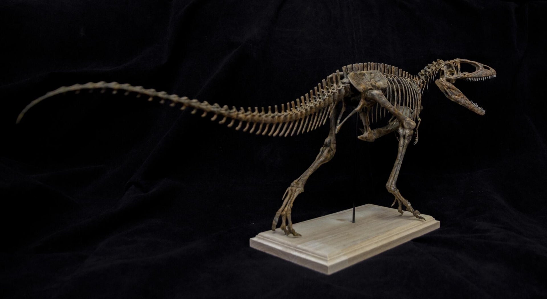 VWUVWU Carcharodontosaurus Skeleton Model