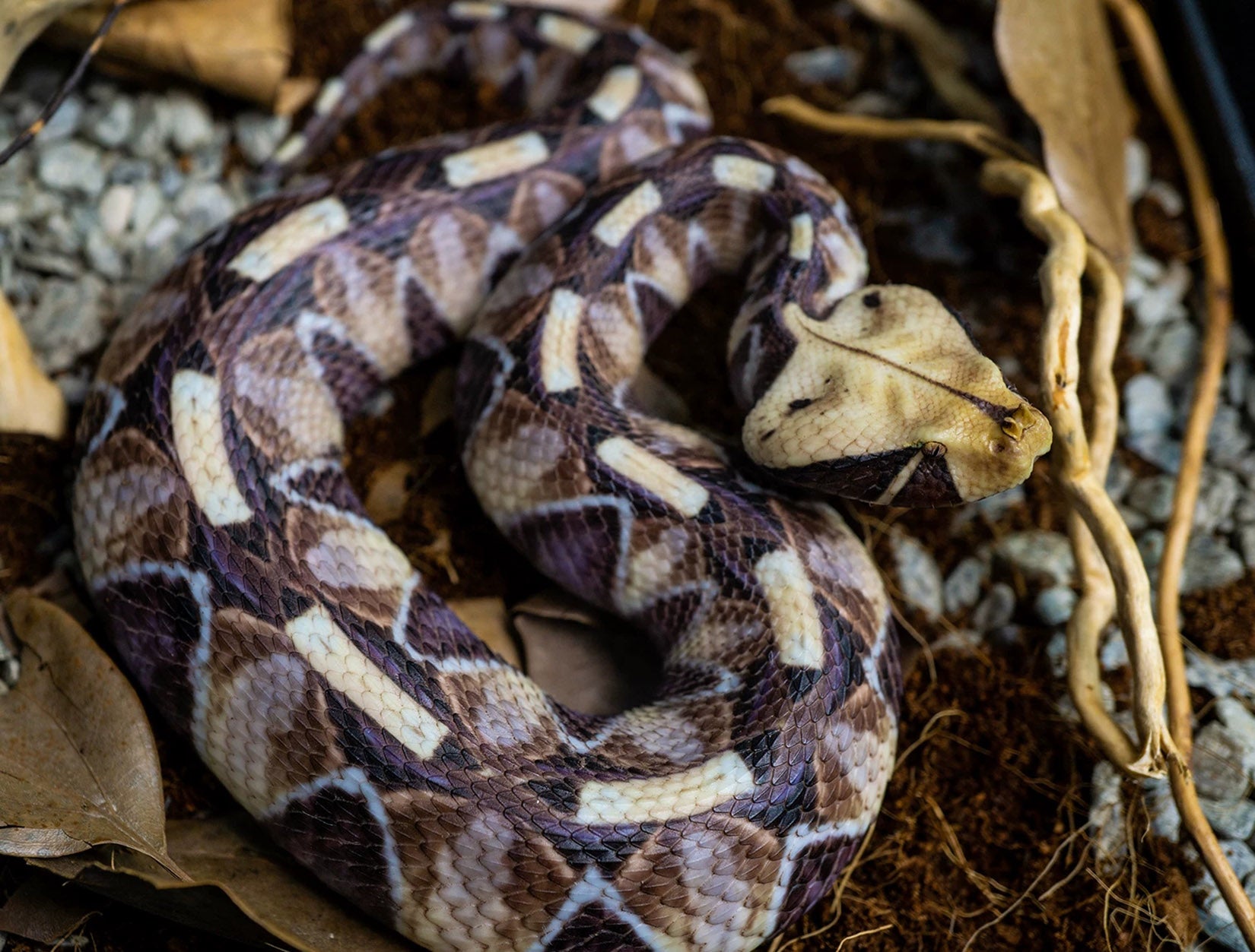 Snake Gorge Gaboon viper Model