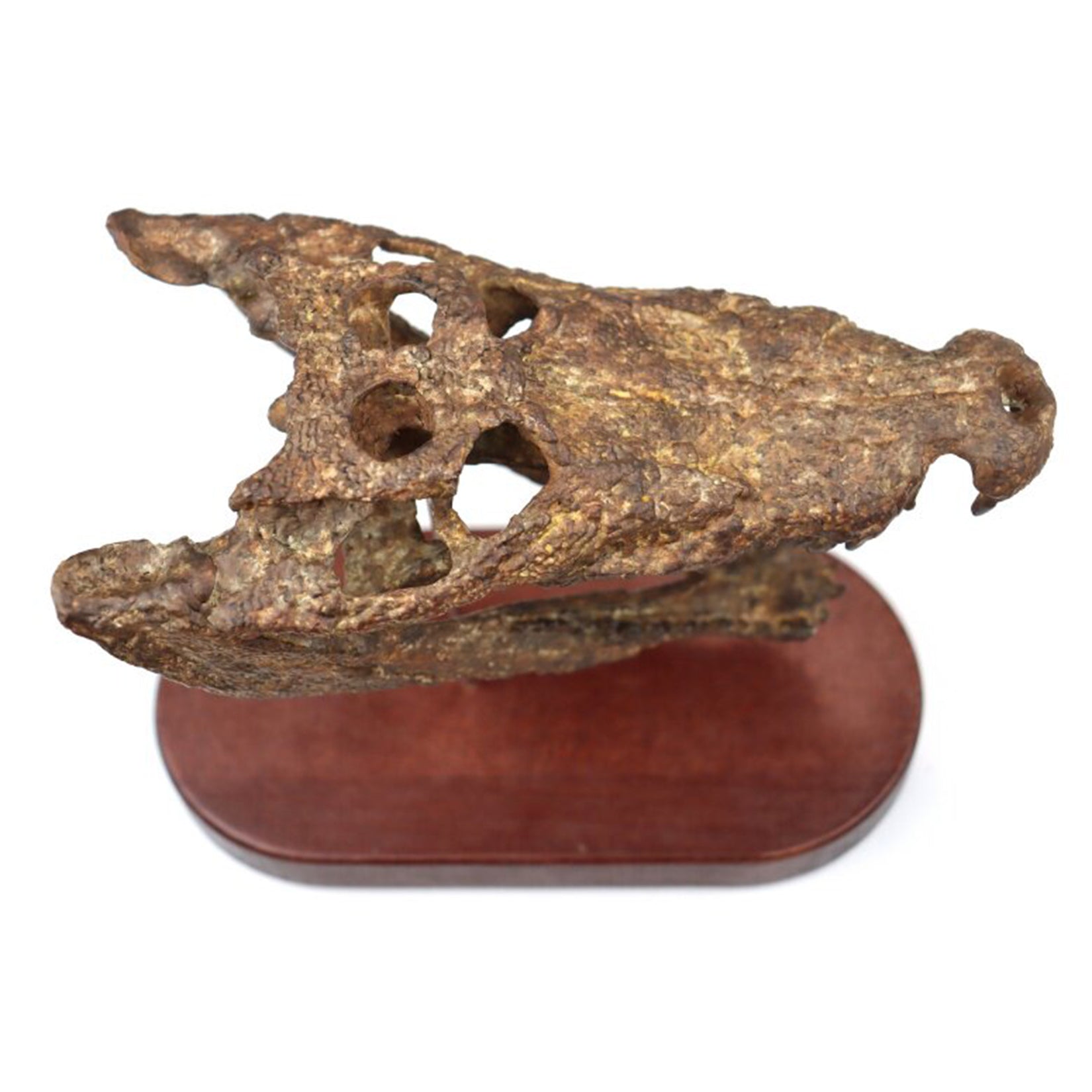 1:10 Scale 3D Printed Crocodile Skull Fossil Resin Model