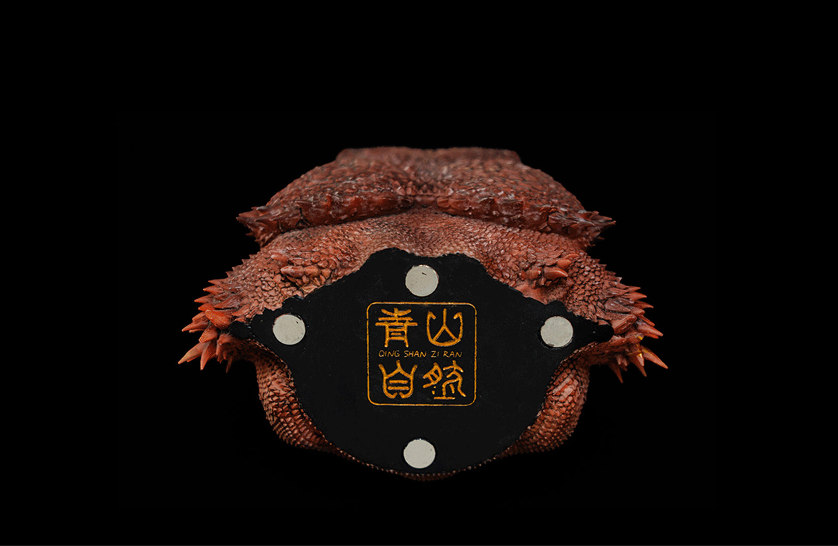 Pogona Vitticeps Head Model