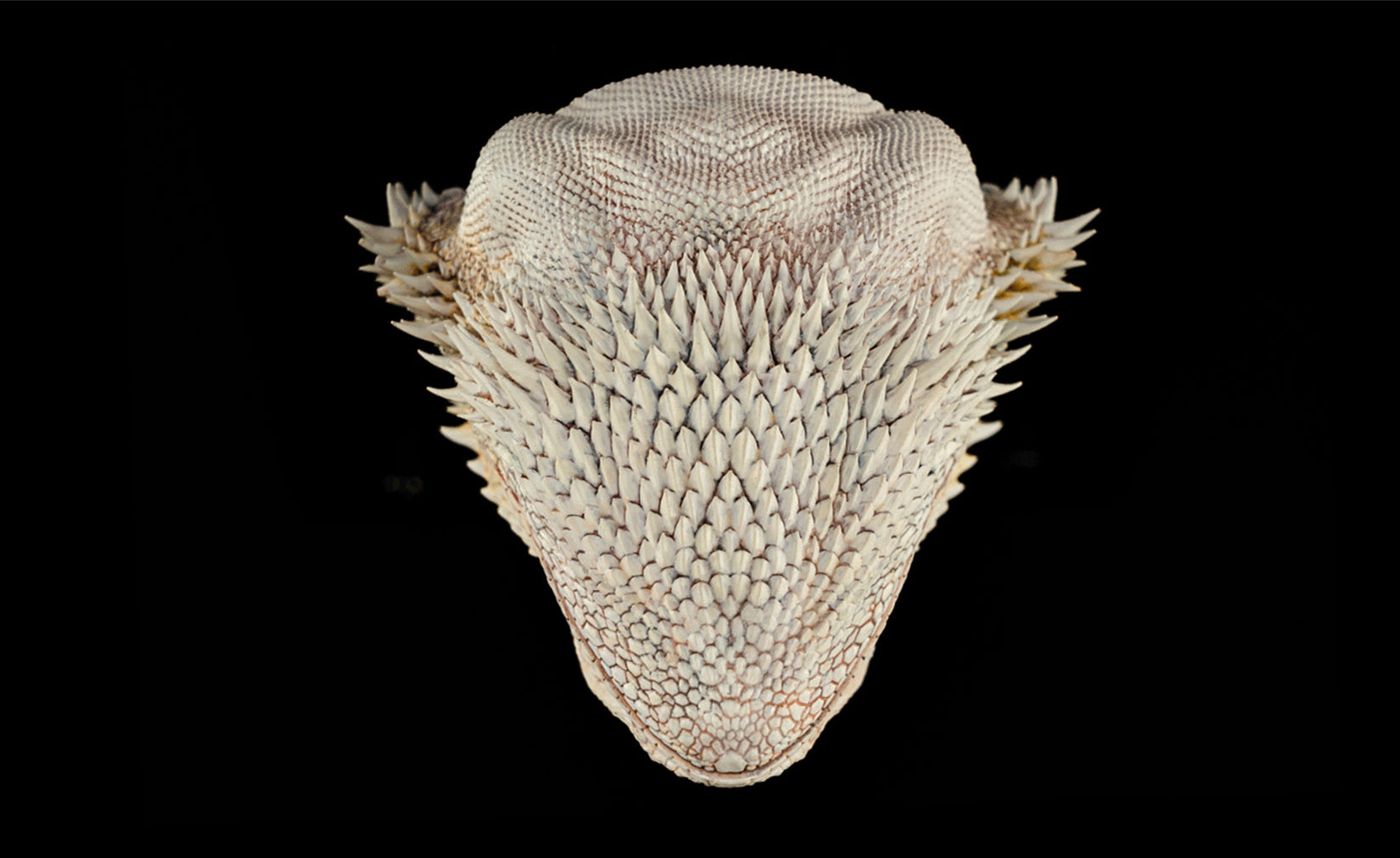 Pogona Vitticeps Head Model