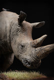 De CLAY Studio White rhinoceros Model