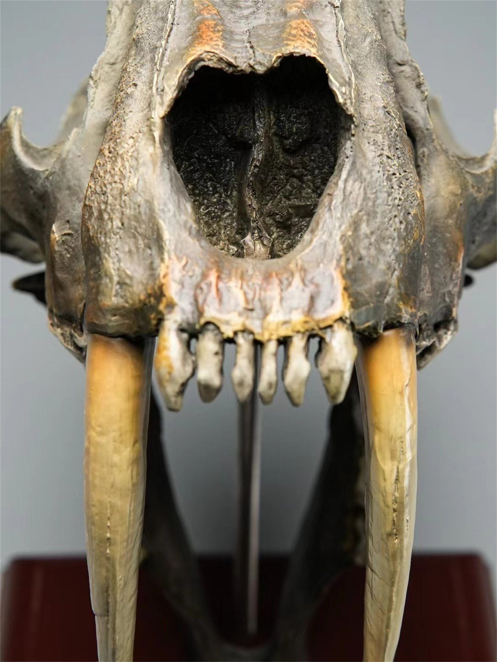 BOWUZHI Studio 1:1  Scale Saber-Tooth Tiger Skeleton Model