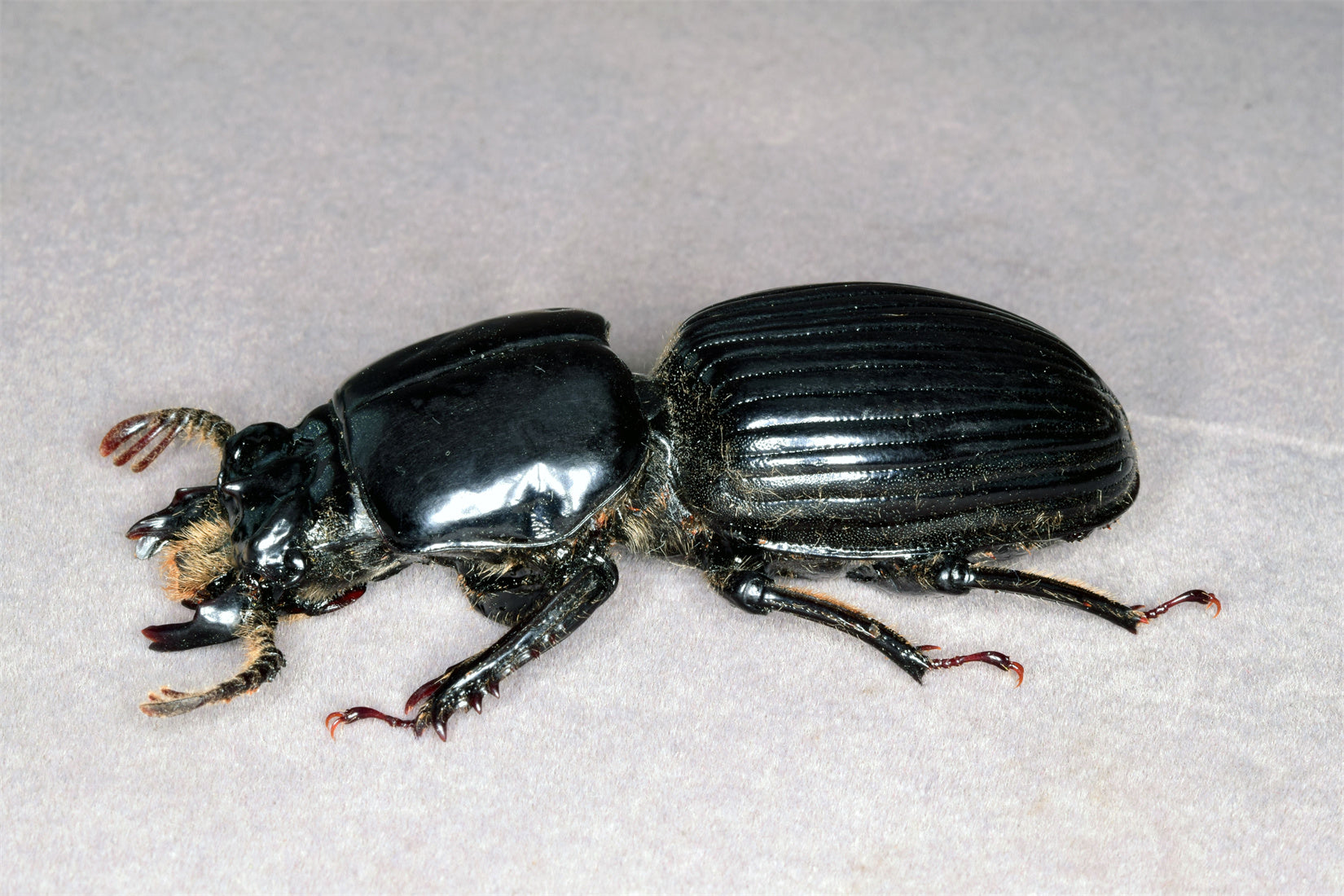 Proculus Goryi Insect Model