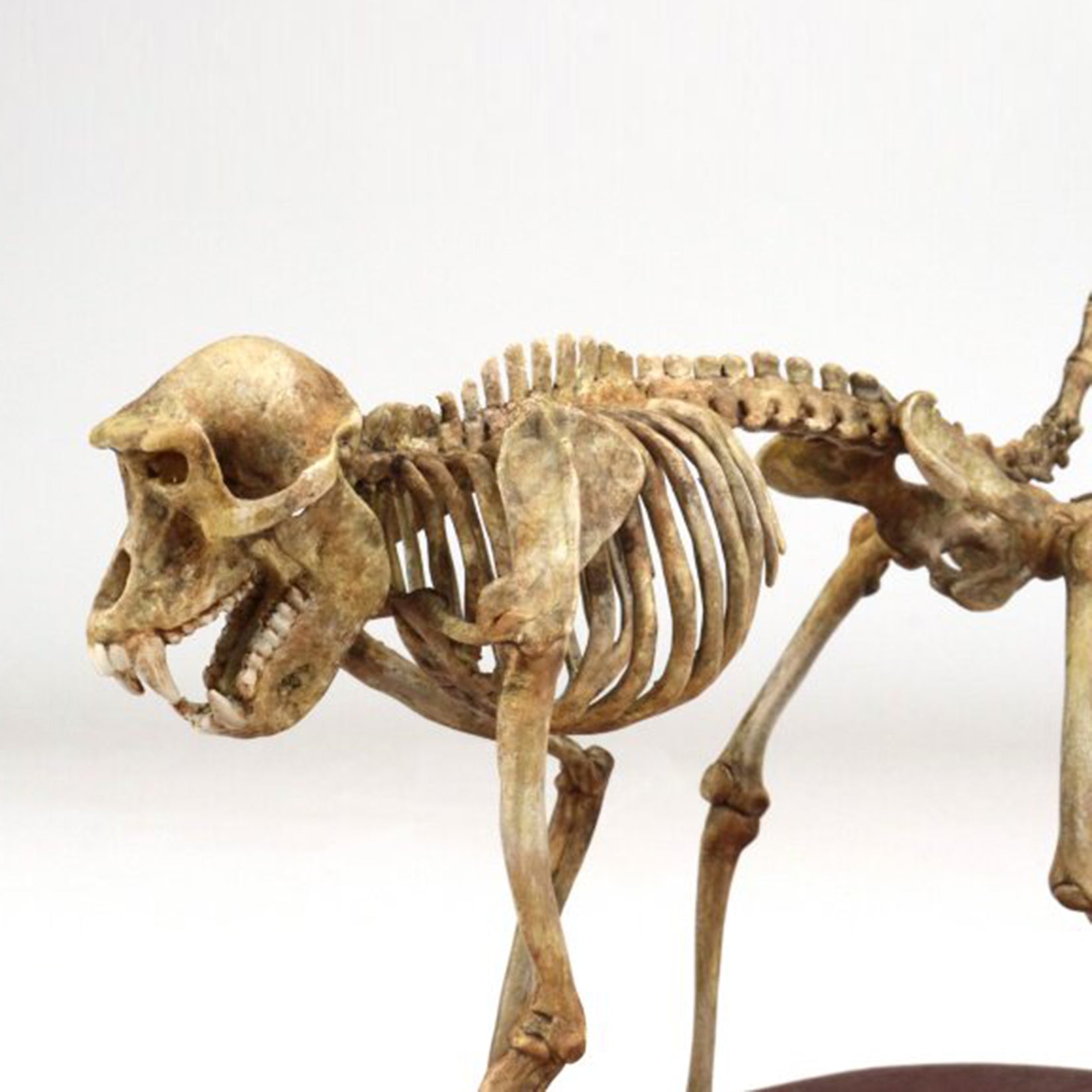 1:5 Scale 3D Printed Baboon Skeleton Display Figurine