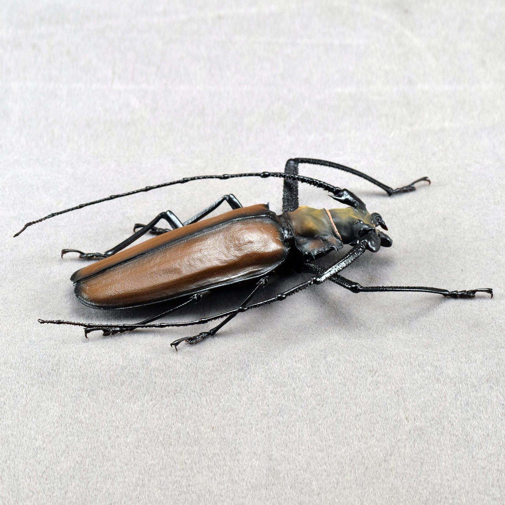 Enoplocerus Armillatus Fridge Magnet Model