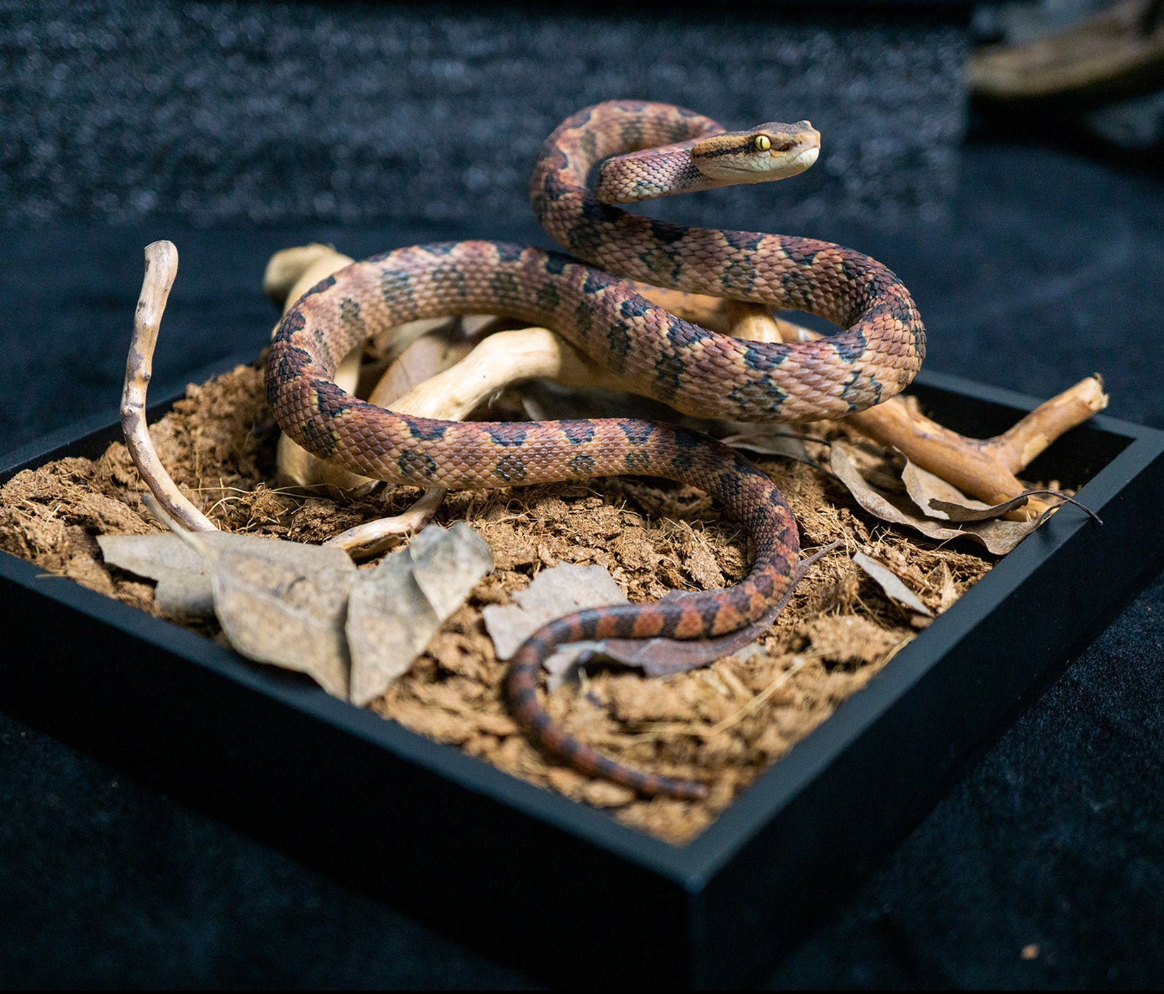Snake Gorge Protobothrops mucrosquamatus Model