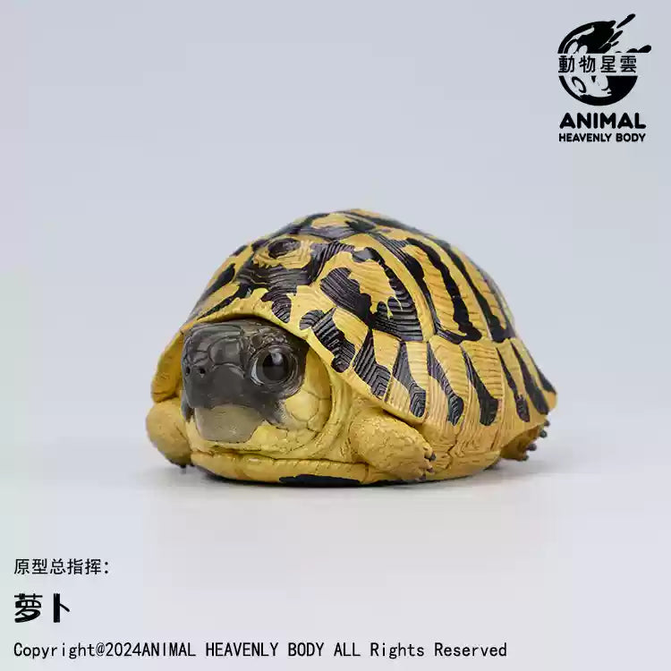 Animal Heavenly Body 22 Turtle Blind Box Model