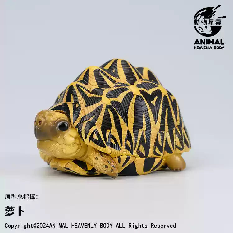 Animal Heavenly Body 22 Turtle Blind Box Model