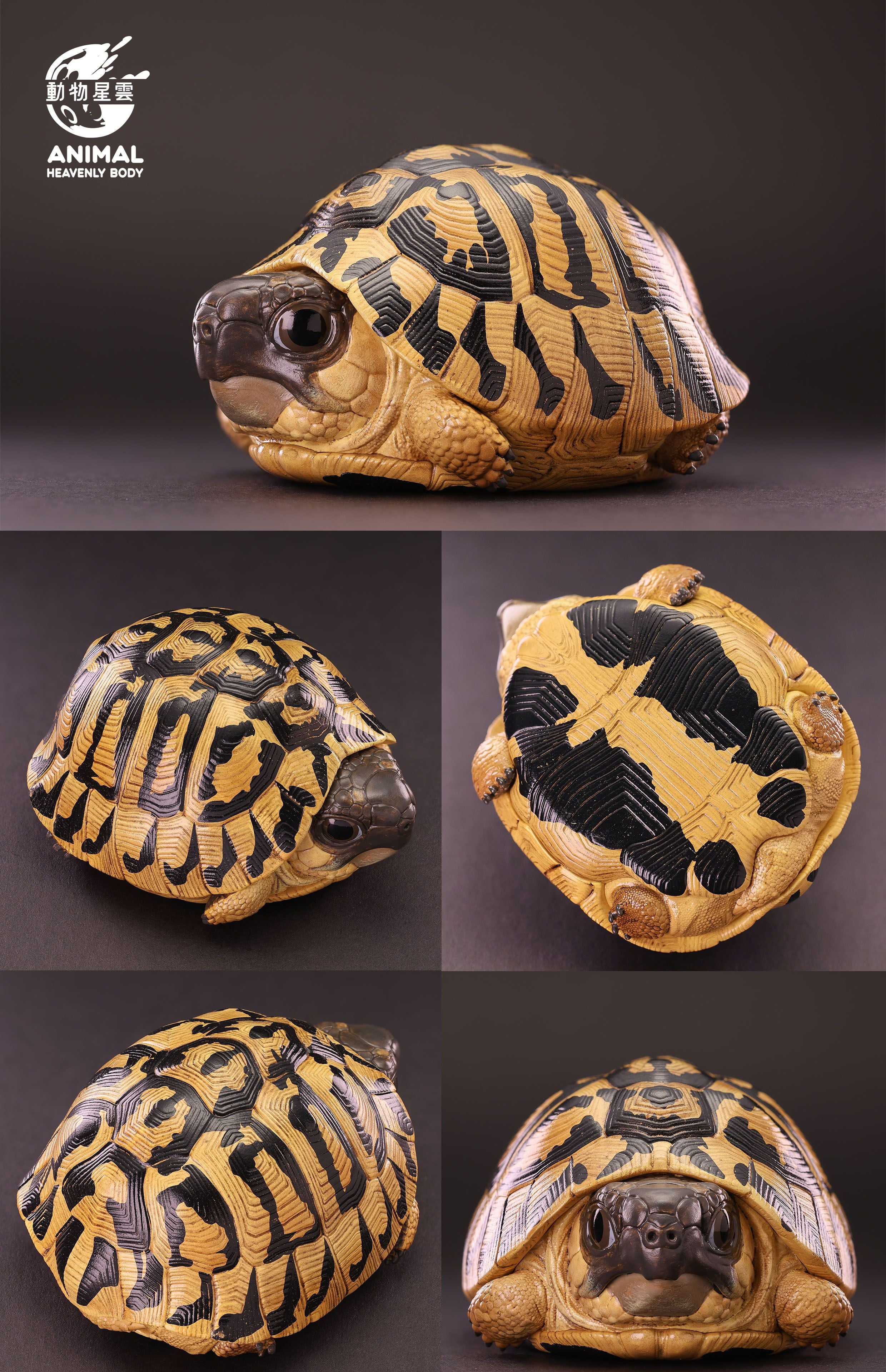 Animal Heavenly Body 22 Turtle Blind Box Model