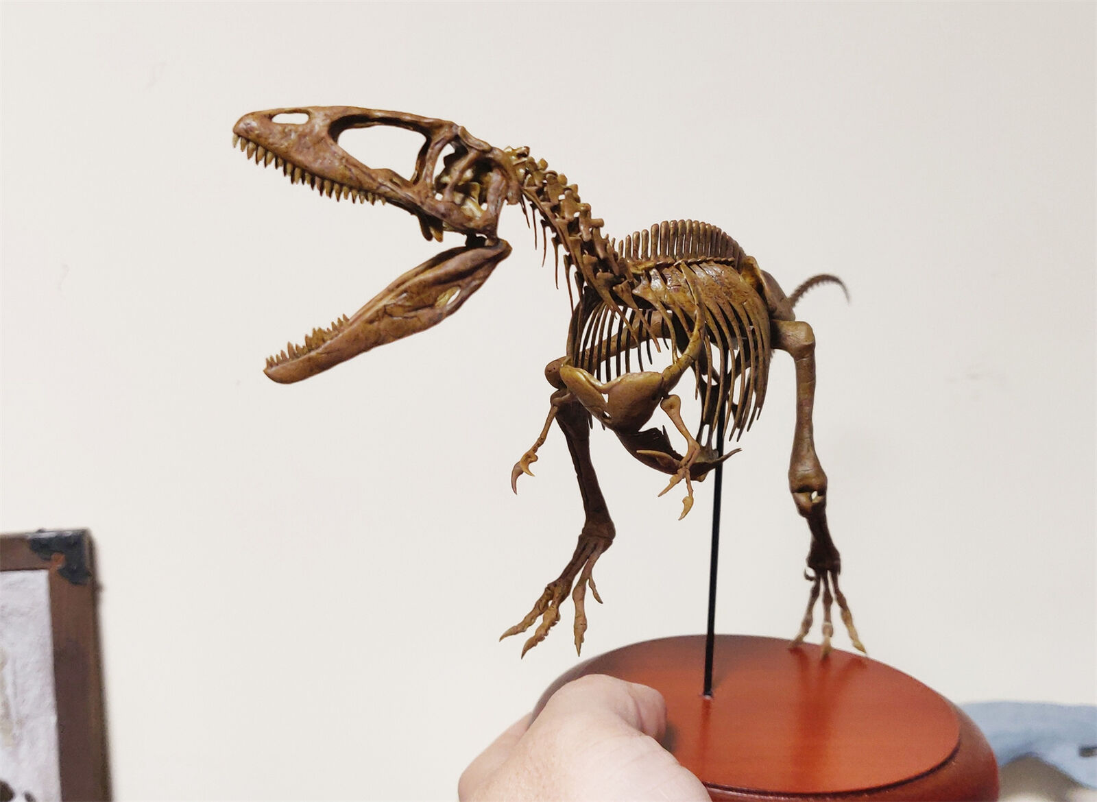 VWUVWU Carcharodontosaurus Skeleton Model