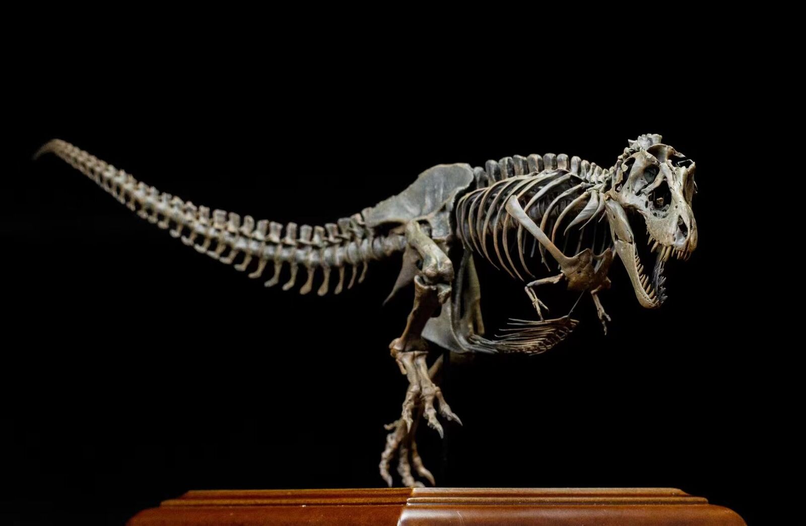 VWUVWU 1/20 Tyrannosaurus Skeleton Model