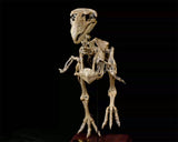 VWUVWU Kelenken Skeleton Model