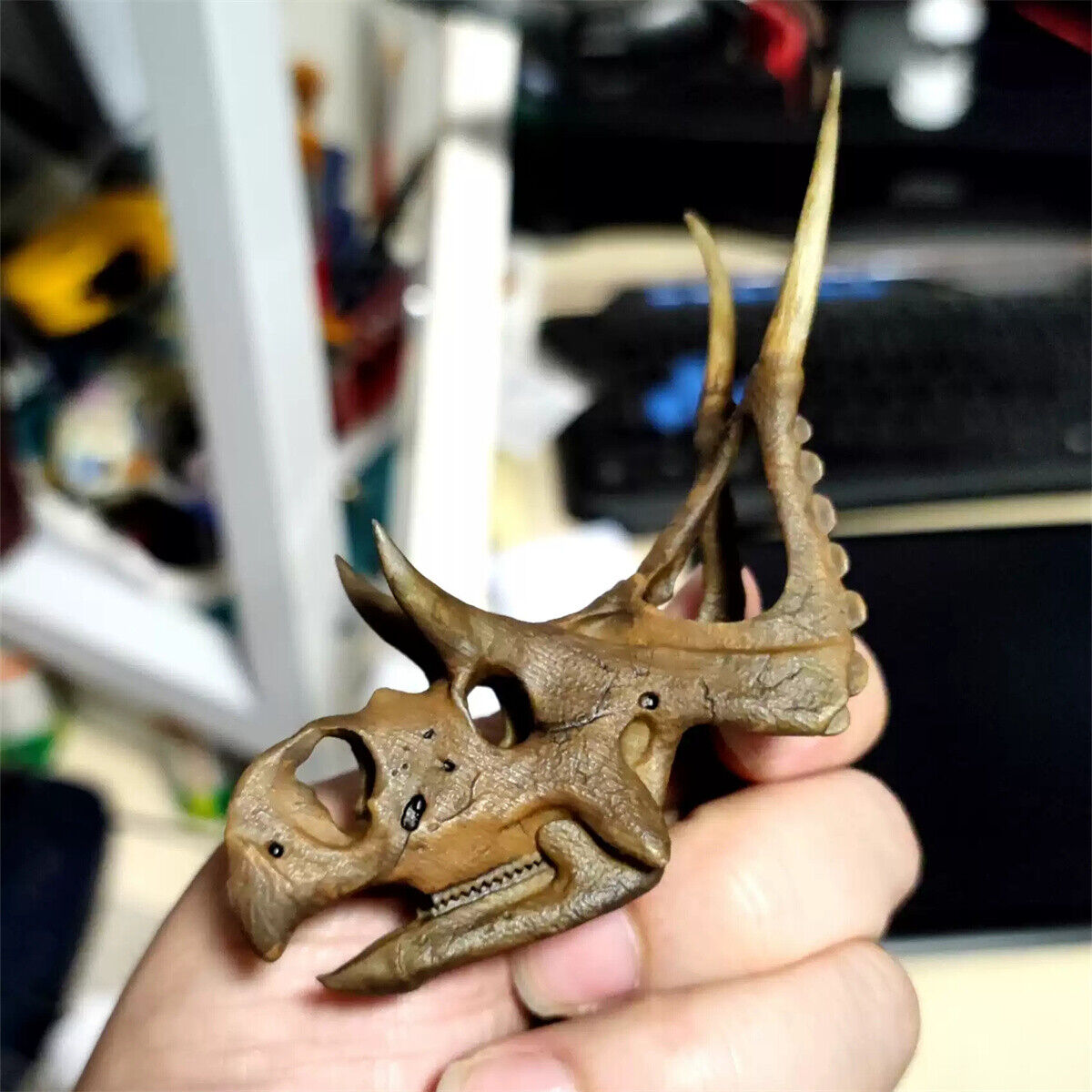 Small Diabloceratops Skull Model