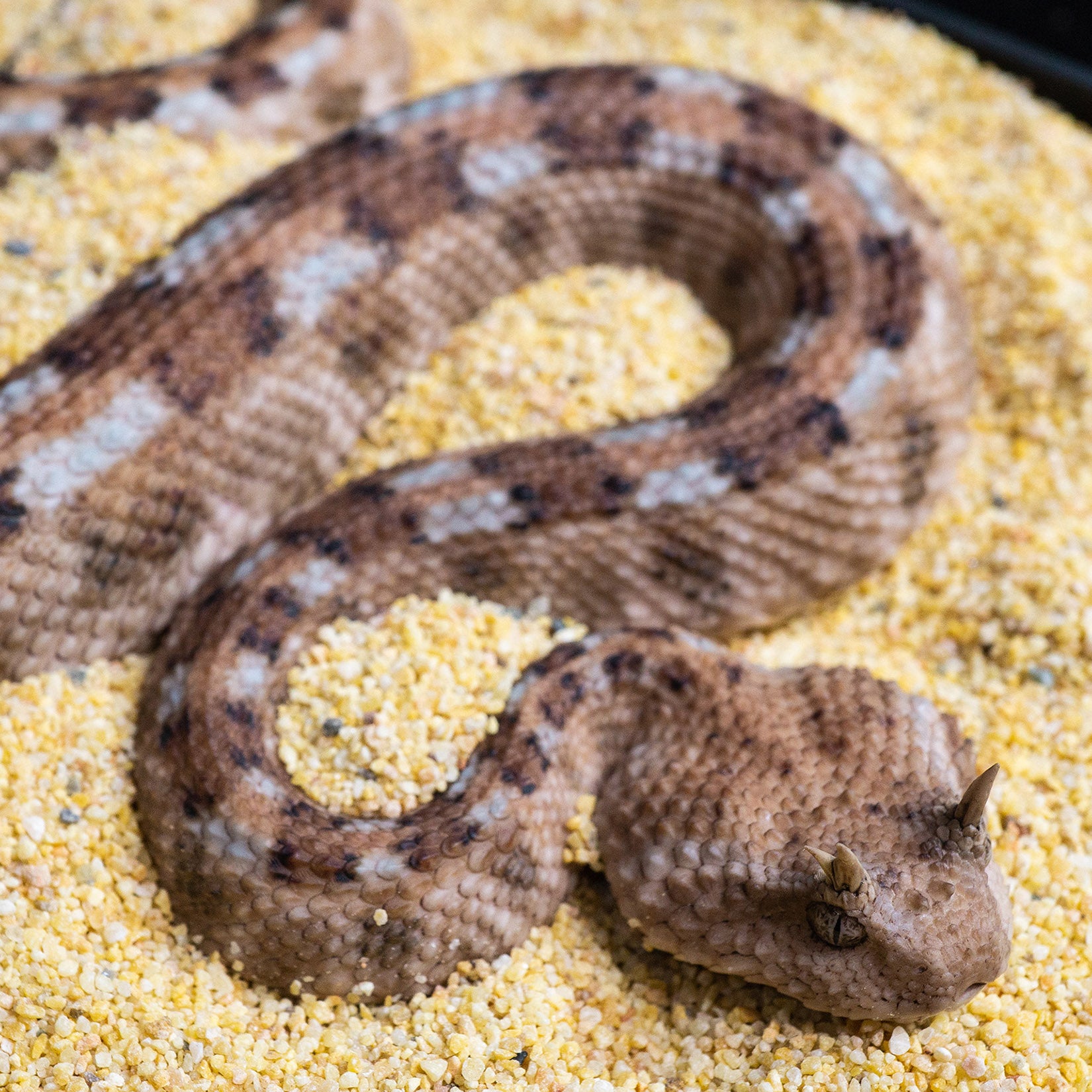 Snake Gorge Saharan horned viper Model