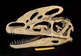 VWUVWU 1/1 Guanlong wucaii Skull Model