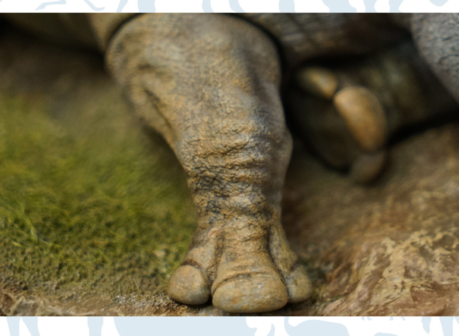 Animal Protection Act Studio Rhinoceros Horn Model