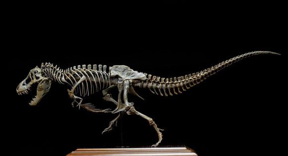 VWUVWU 1/20 Tyrannosaurus Skeleton Model