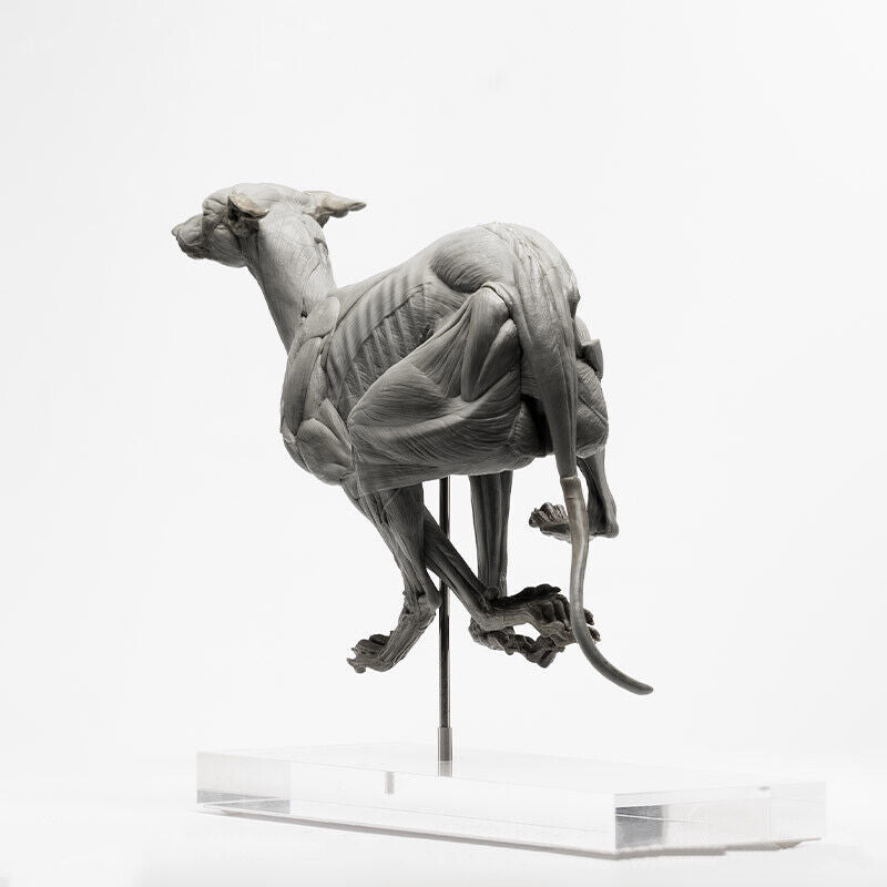 EVOLABORATORY 1/6 Muscle Anatomy Greyhound Model