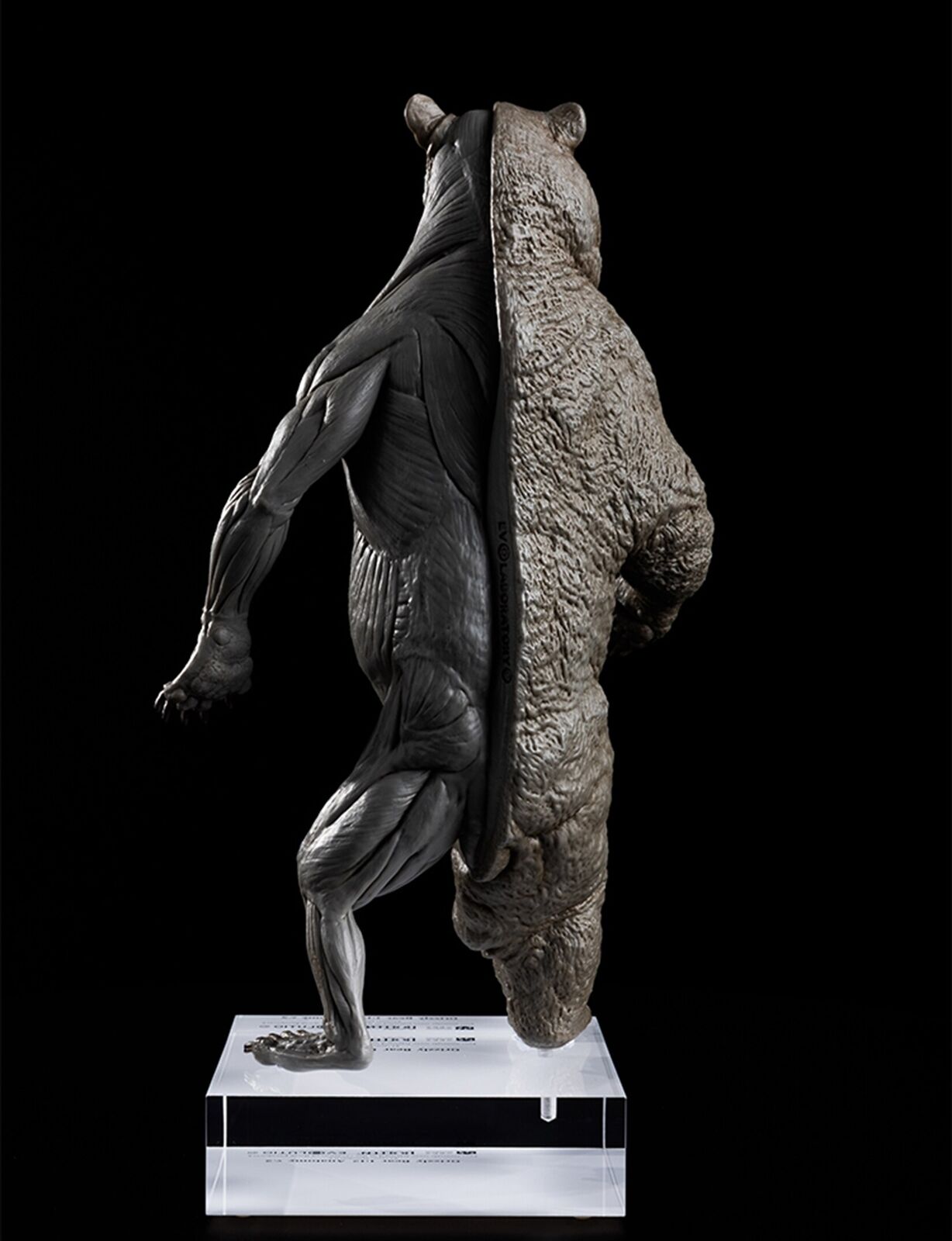 EVOLABORATORY 1/12 Bear Ursidae Muscle Anatomy Model