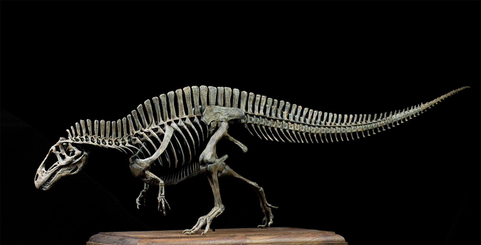 VWUVWU 1/20 Acrocanthosaurus Skeleton Model