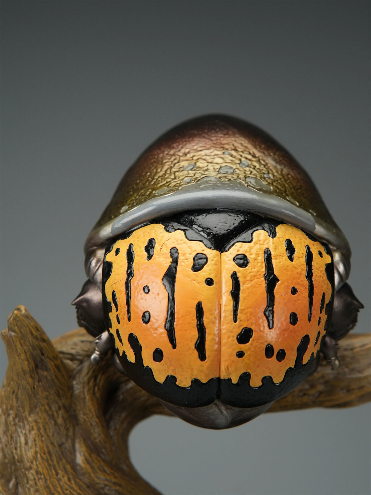Dynastes Hercules Plus Model