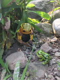 Yellow-margined Box Turtle Model
