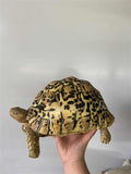 Leopard Tortoise Model