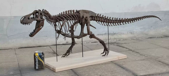 1/10 Tyrannosaurus Rex Skeleton Model