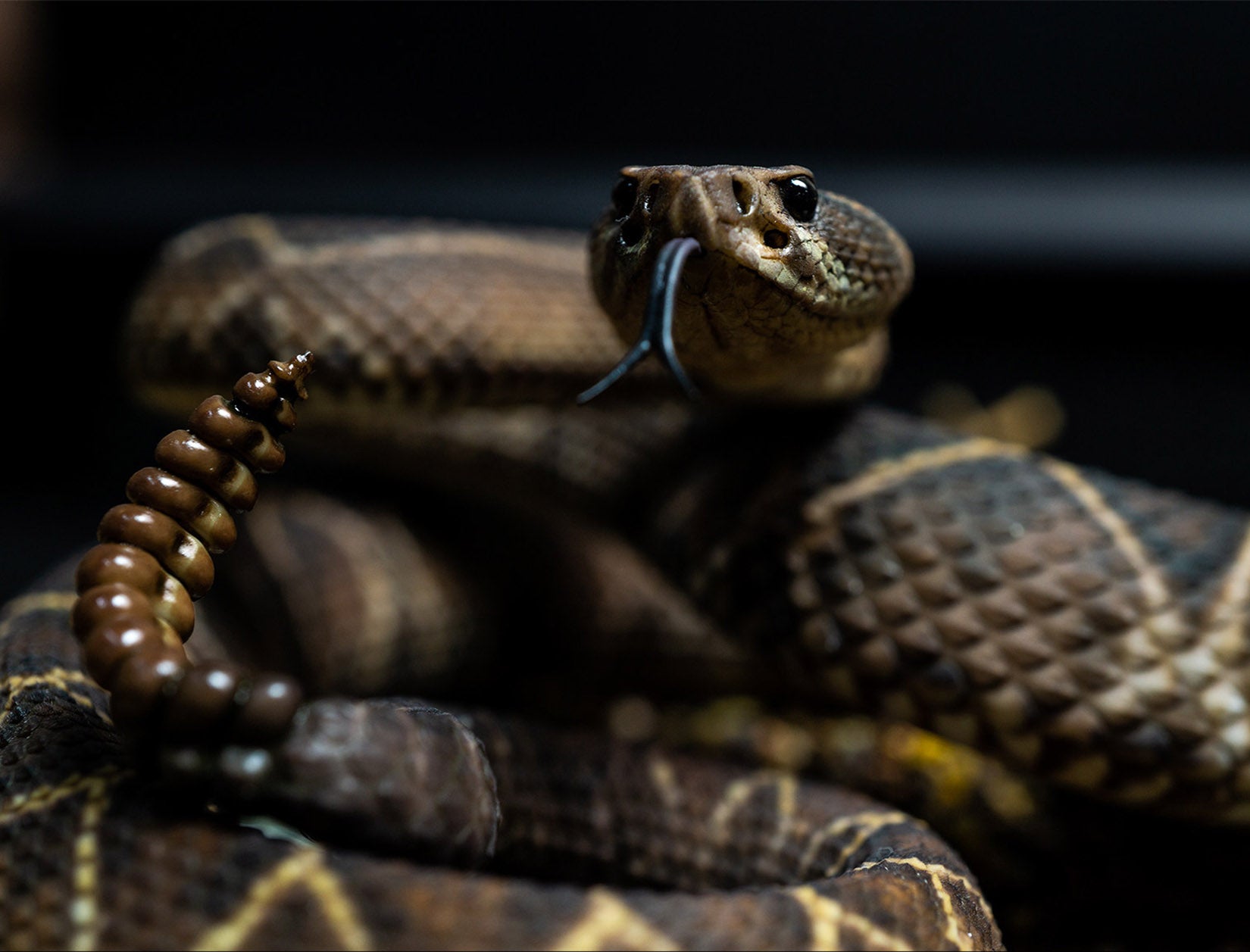Snake Gorge Crotalus durissus Model