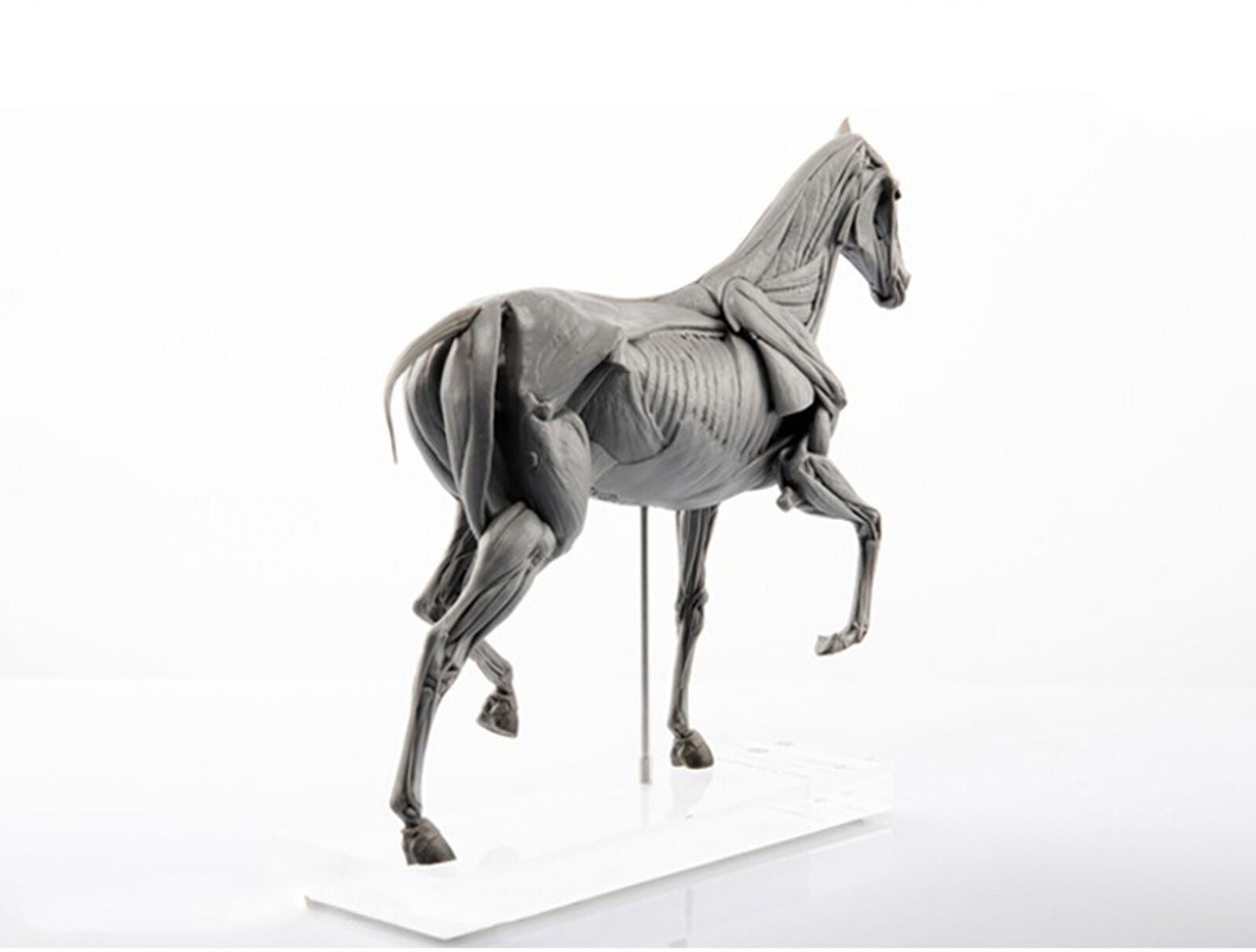 EVOLABORATORY Horse Muscle Anatomy Model
