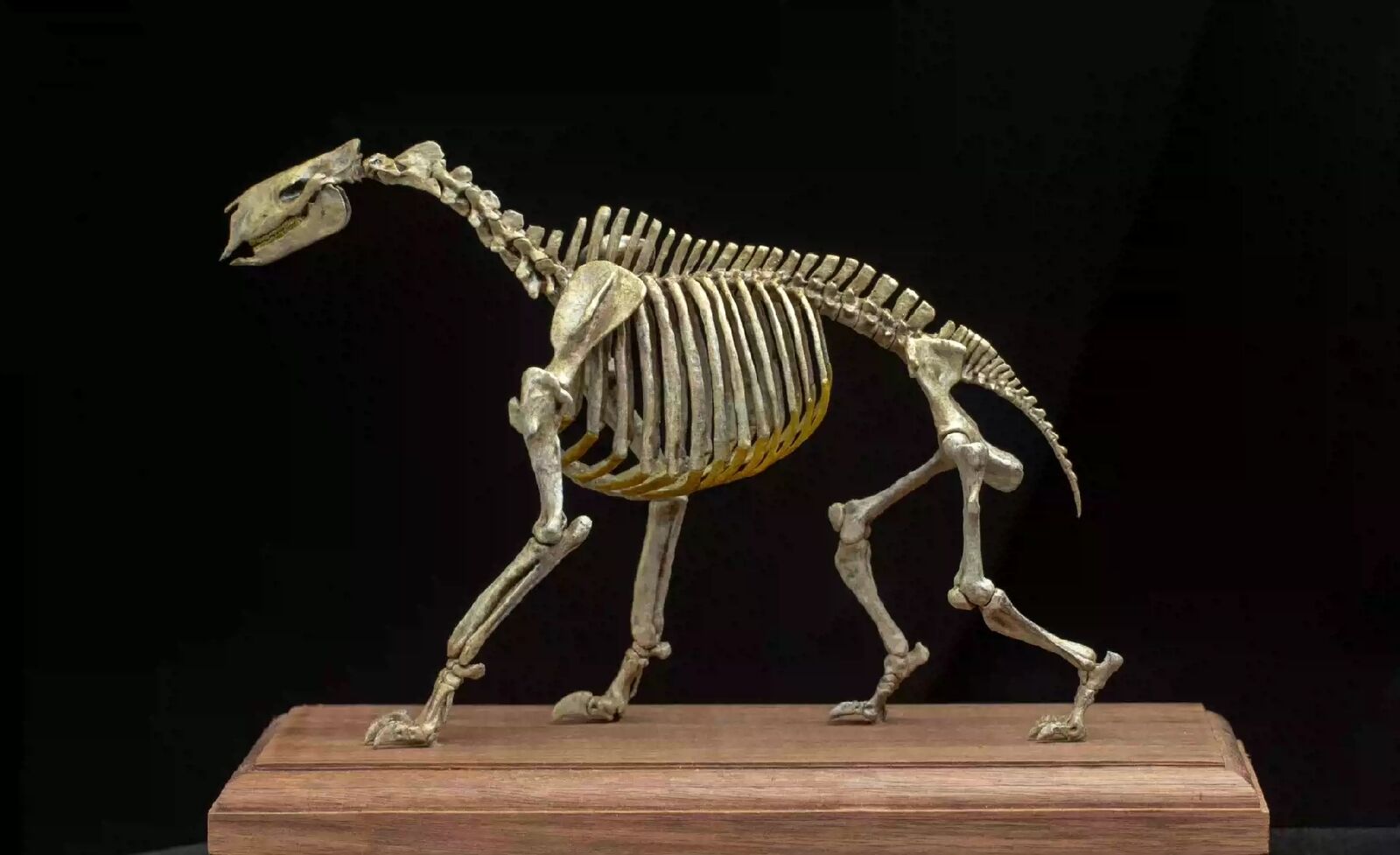 VWUVWU 1/20 Moropus Skeleton Model
