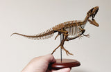 VWUVWU Carcharodontosaurus Skeleton Model