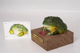 African Bullfrog Model