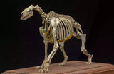VWUVWU 1/20 Moropus Skeleton Model
