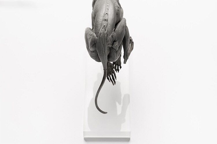EVOLABORATORY 1/6 Muscle Anatomy Greyhound Model