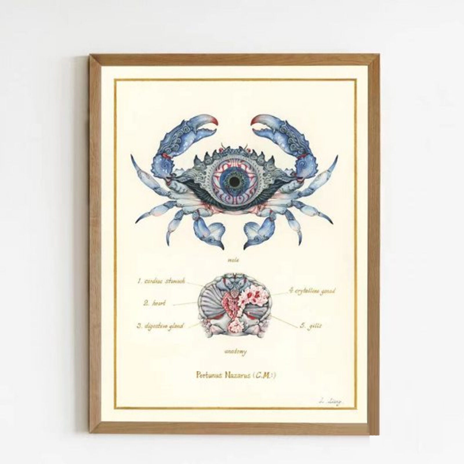 Sir Mysti’s Secret Cabinet Wicked Eye Crab Model