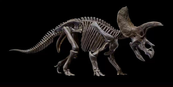 1/10 Triceratops Skeleton Model