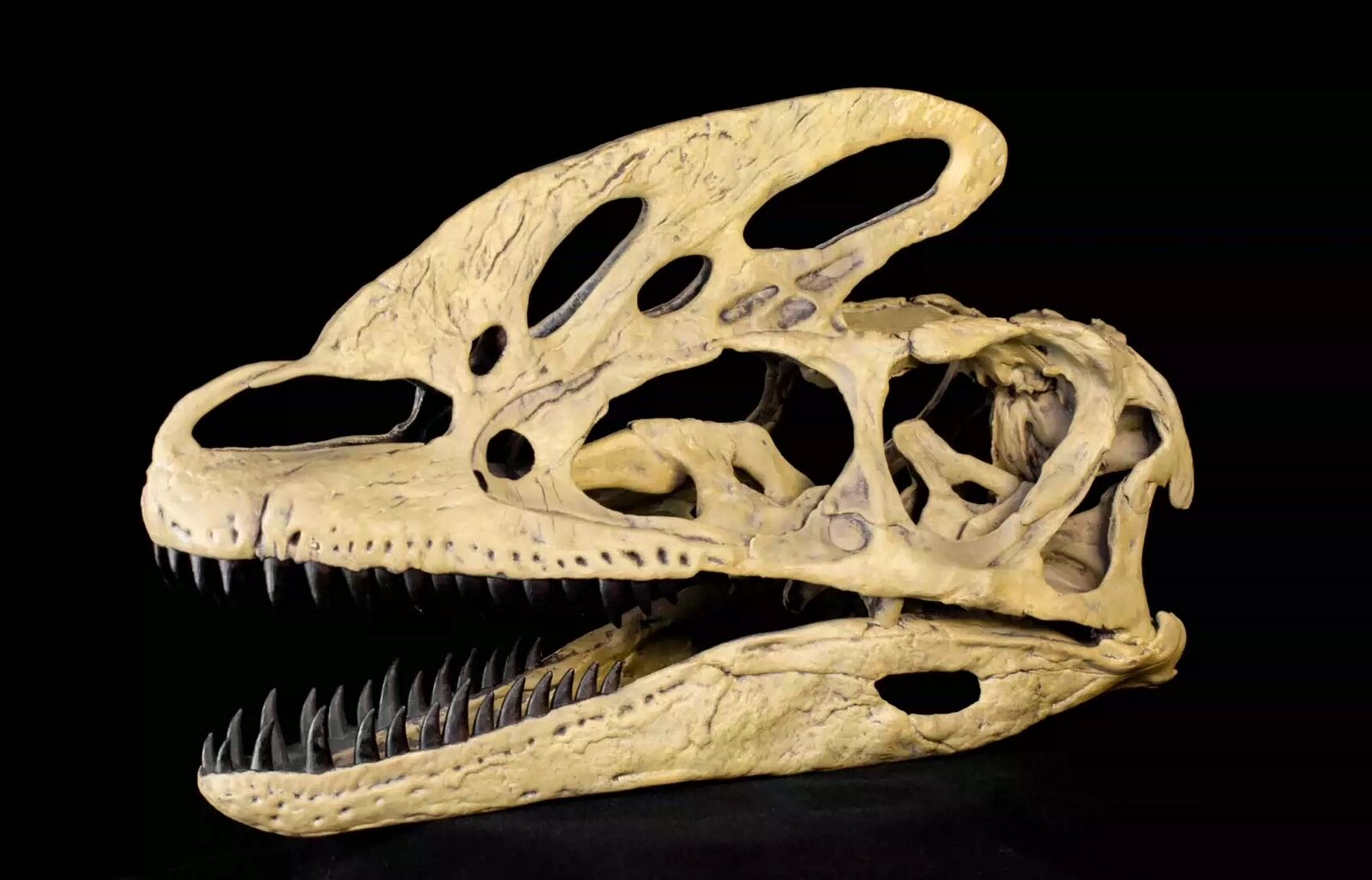 VWUVWU 1/1 Guanlong wucaii Skull Model