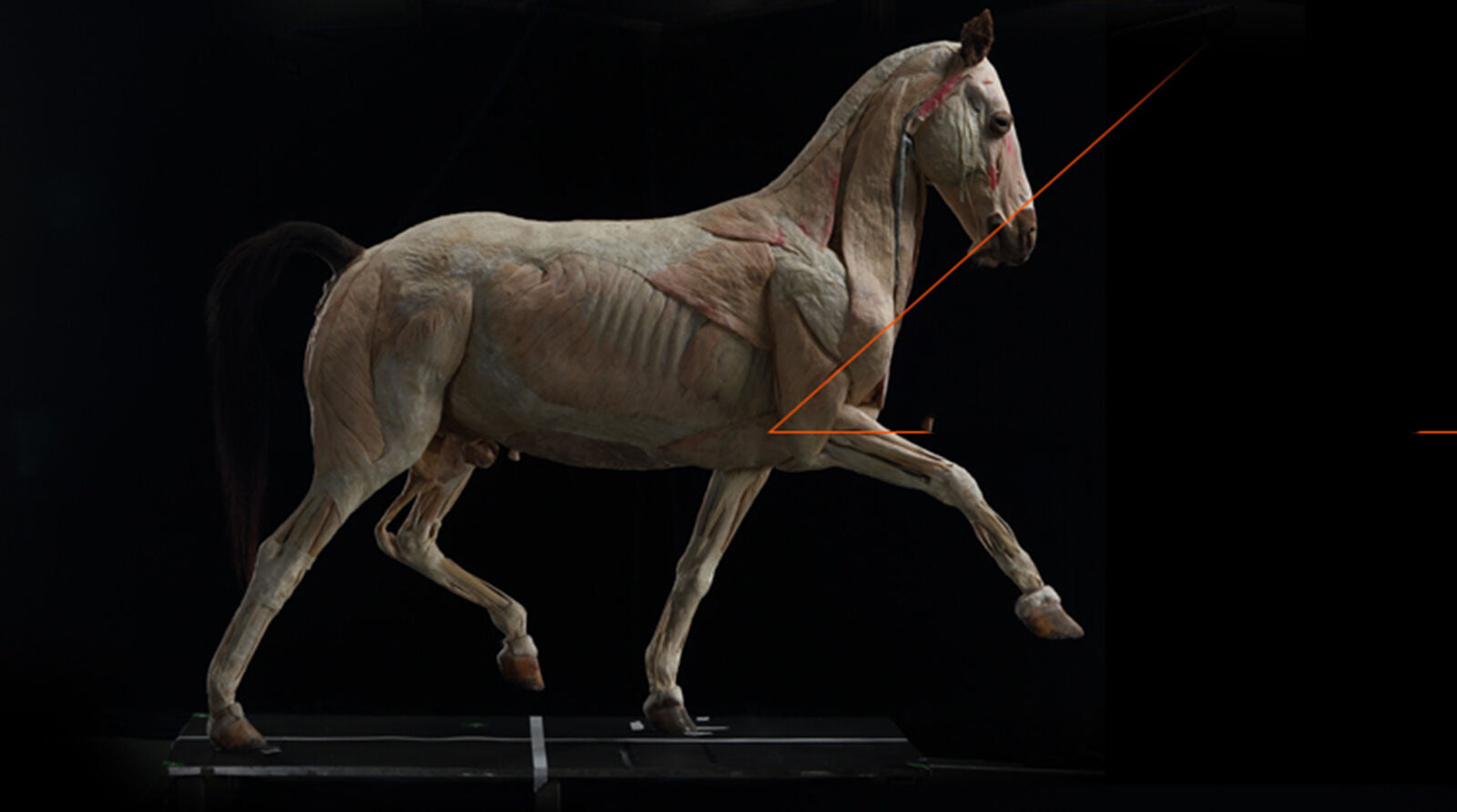 EVOLABORATORY Horse Muscle Anatomy Model