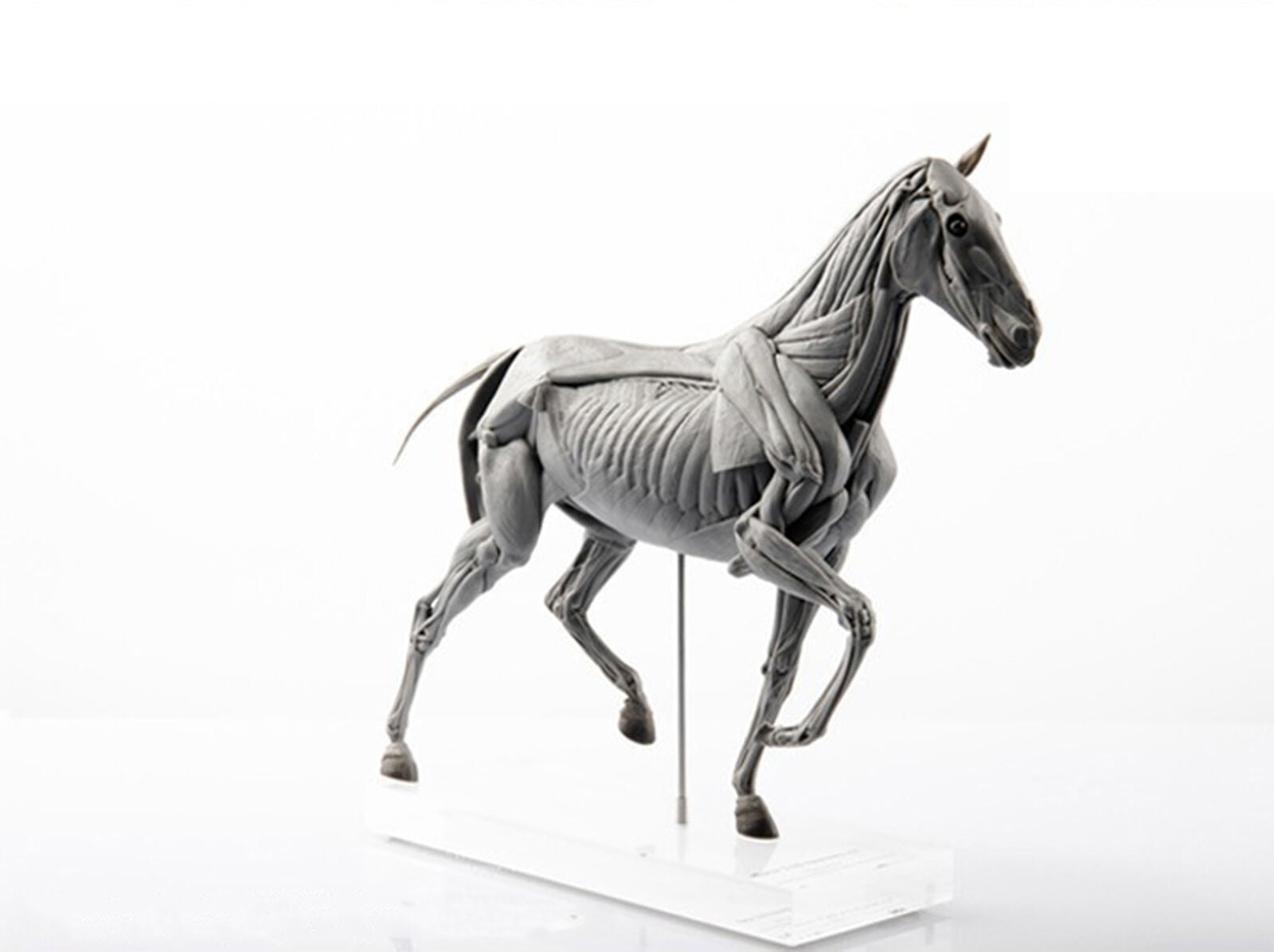 EVOLABORATORY Horse Muscle Anatomy Model