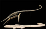 VWUVWU Elasmosaurus Platyurus Skeleton Model