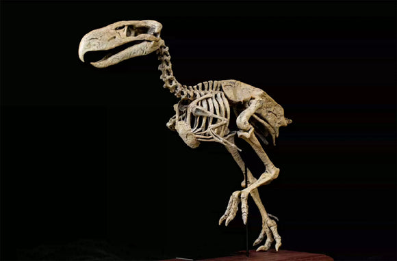VWUVWU Kelenken Skeleton Model