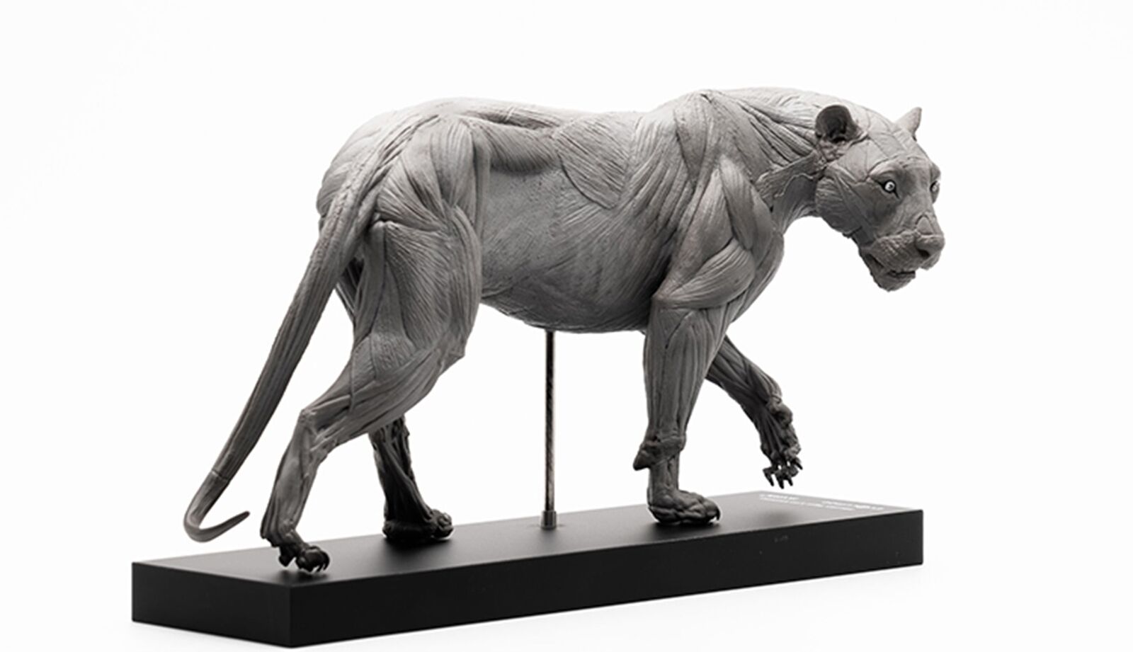 EVOLABORATORY 1/10 Siberian Tiger Muscle Anatomy Model
