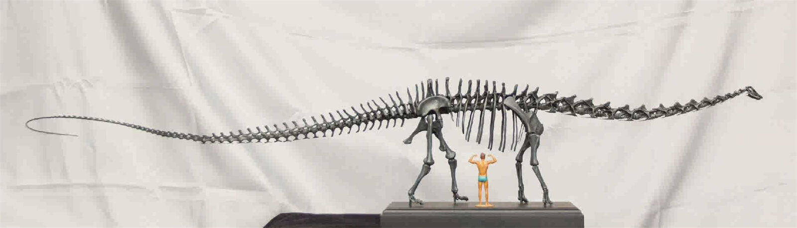 VWUVWU 1/20 Diplodocus Skeleton Model