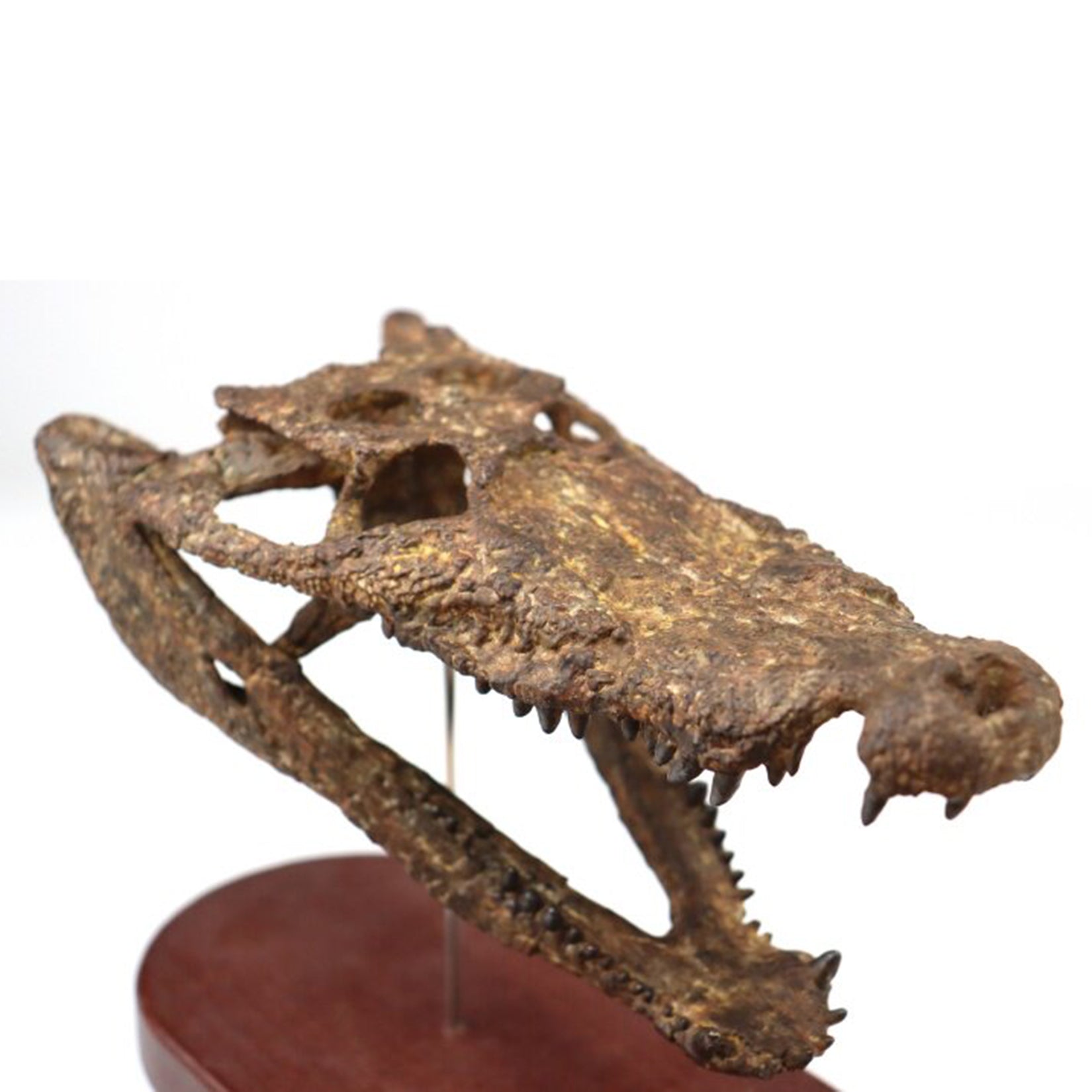 1:10 Scale 3D Printed Crocodile Skull Fossil Resin Model