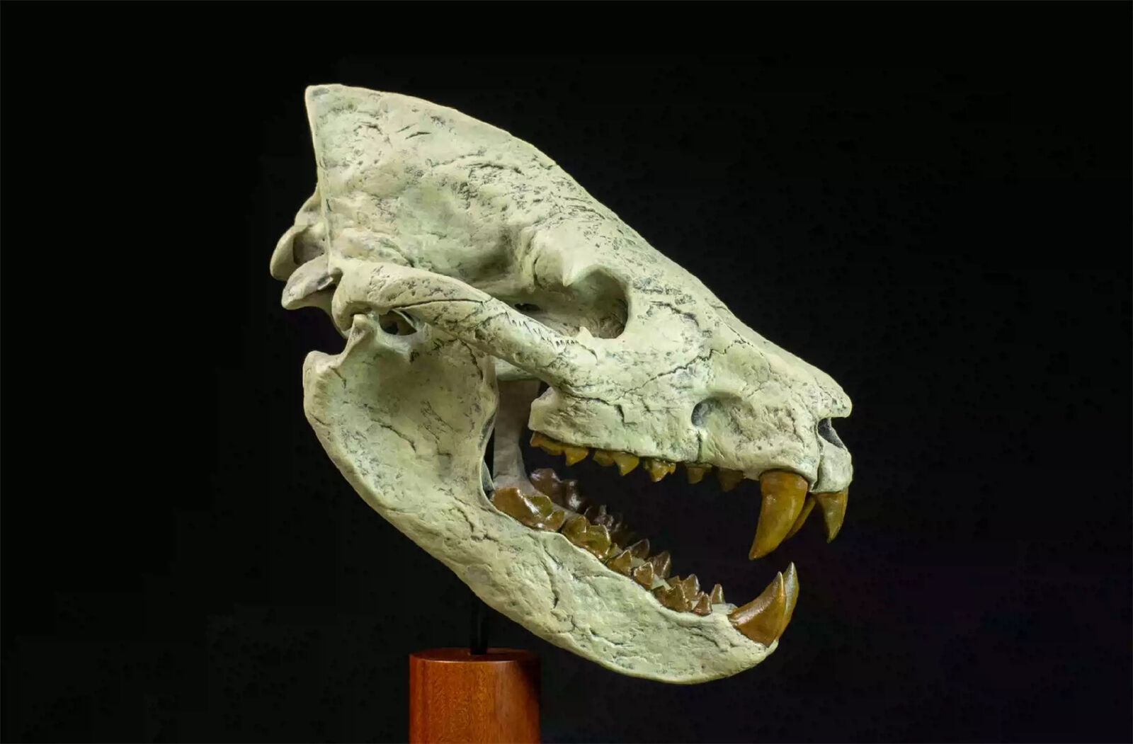 VWUVWU Megistotherium Skull Model