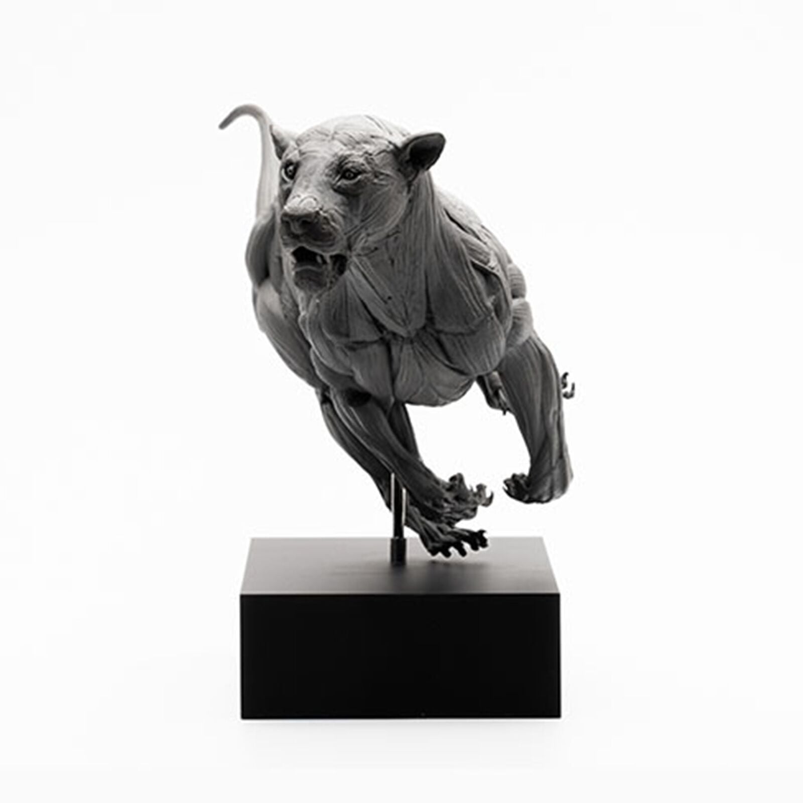 EVOLABORATORY 1/10 African Lion Muscle Anatomy Model